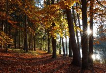 Werka - studia projektowanie terenów zieleni (4).jpg